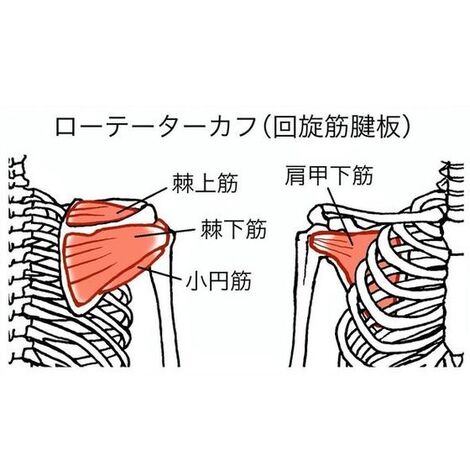 回旋筋腱板”