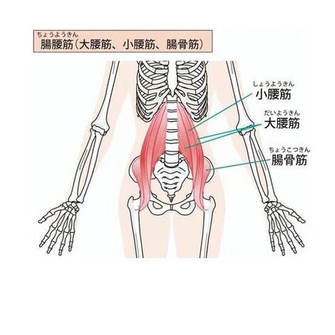腸腰筋４”