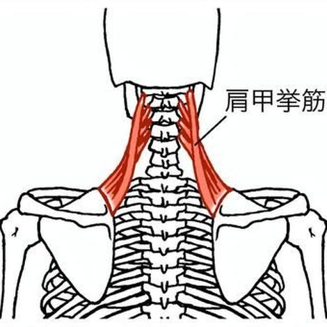 肩甲挙筋